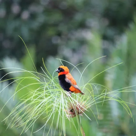 A colorful bird in tall grass
